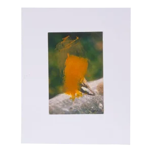 Original Signed James Sprouse "Yellow Oil Bird" 2001
