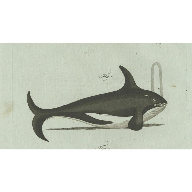 Bertuch, Orca, Whale and Dolphin, 1805, Engraving For Sale - Image 4 of 9