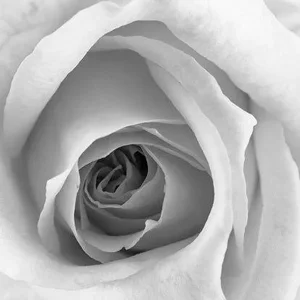 Rose Close Up' Contemporary Archival Black and White Photograph Print From the Original Negative by Vishwanath Bhat - 20x24