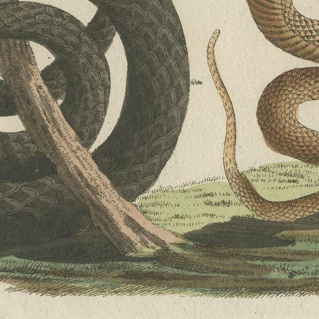 Paper Bertuch, Black Snake with Hummingbird, 1805, Print For Sale - Image 7 of 12