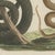 Paper Bertuch, Black Snake with Hummingbird, 1805, Print For Sale - Image 7 of 12
