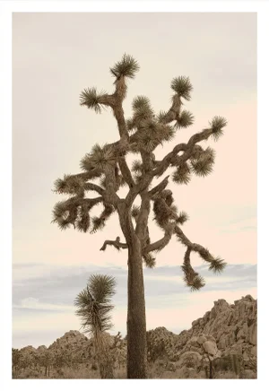 'View From the High Desert' Contemporary Joshua Tree Landscape Photograph 24x36