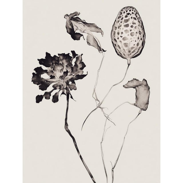 Photography Set of 8 — “Flowers” Black & White Botanical Photography Prints | Unframed For Sale - Image 7 of 10