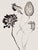 Photography Set of 8 — “Flowers” Black & White Botanical Photography Prints | Unframed For Sale - Image 7 of 10