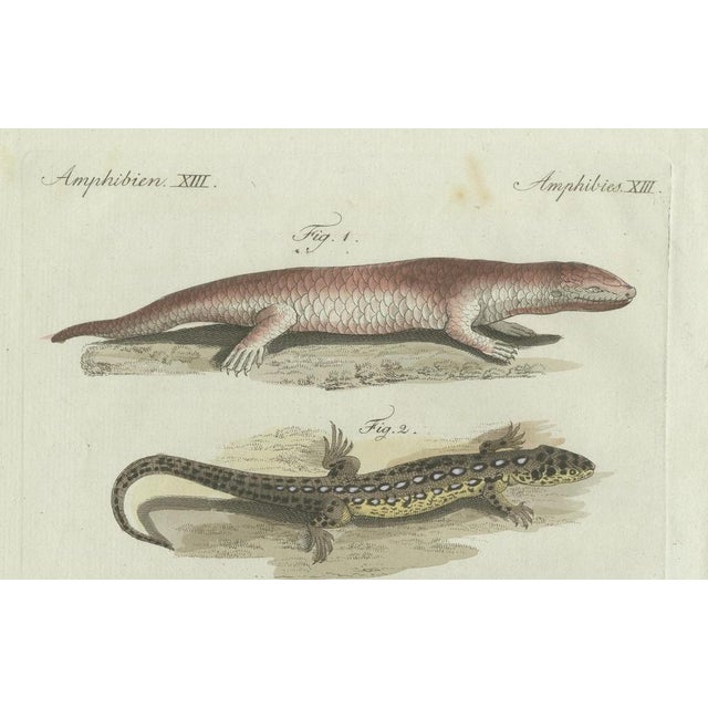 Bertuch, Four Exotic Lizards, 1802, Engraving For Sale - Image 3 of 9
