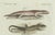 Bertuch, Four Exotic Lizards, 1802, Engraving For Sale - Image 3 of 9