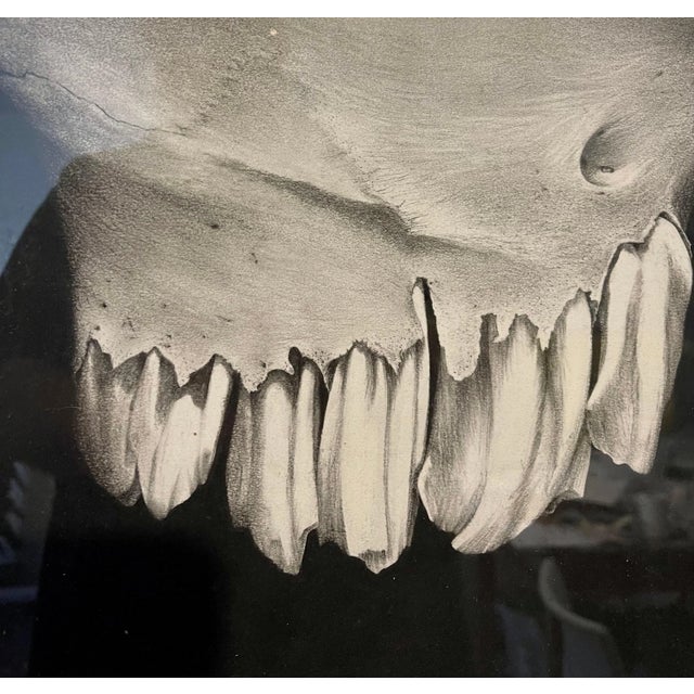 Tooth (from Bone Drawings series) 1994 charcoal drawing on paper 11 x 14 inches Charcoal study of abstract teeth (perfect...