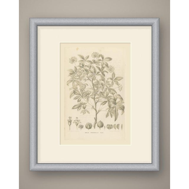 This is an original antique botanical print, a lithograph printed in a single soft olive gray tone without added color,...