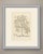 This is an original antique botanical print, a lithograph printed in a single soft olive gray tone without added color,...