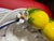 Italian Ceramic Woven Basket With Lemons & Cobalt Blue Trim For Sale In Miami - Image 6 of 7