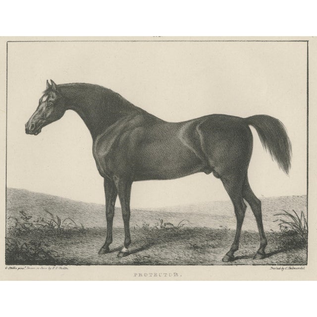 After Chalon, Volunteer & Selim Thoroughbred Horses, Lithographs, 1840, Set of 2 For Sale - Image 5 of 9