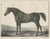 After Chalon, Volunteer & Selim Thoroughbred Horses, Lithographs, 1840, Set of 2 For Sale - Image 5 of 9