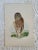 Early 1900s Framed Great Gray Owl Engraving For Sale - Image 4 of 10