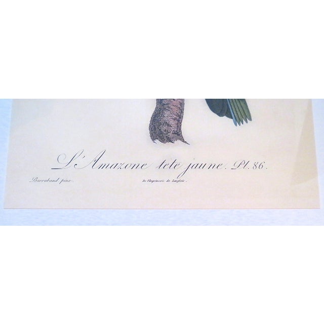 Mid 20th Century Pair of Large French Parrot Bird Portrait Prints Lithographs Framed For Sale - Image 5 of 7