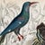 Early 19th Century 1835 Sapphire & Emerald Hummingbird Engraving | Framed With Archival Olive Mat For Sale - Image 5 of 9