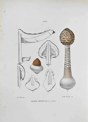 Vincenzo Tenore, The Agaric Procerus, Lithograph, 1870s