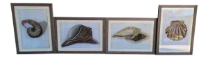 Set of 4 Large Williams Sonoma Nautical Sea Shell Prints