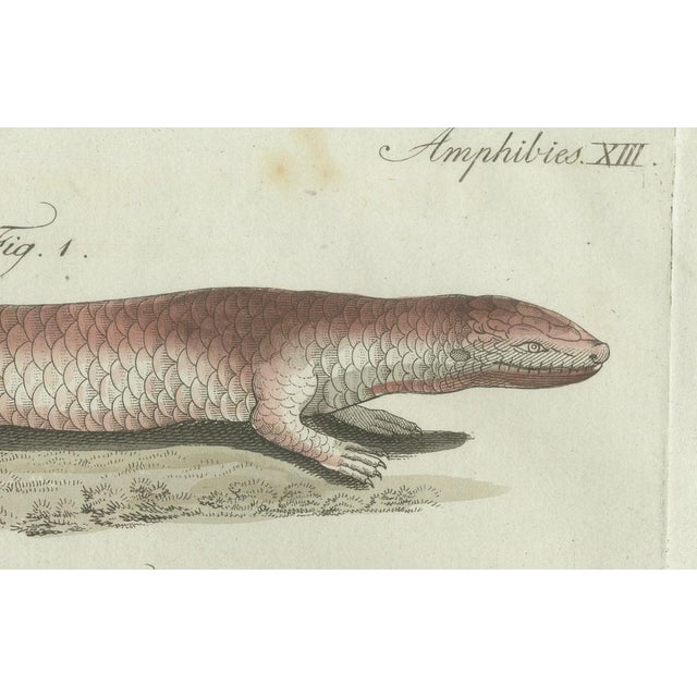 Bertuch, Four Exotic Lizards, 1802, Engraving For Sale - Image 6 of 9