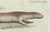 Bertuch, Four Exotic Lizards, 1802, Engraving For Sale - Image 6 of 9