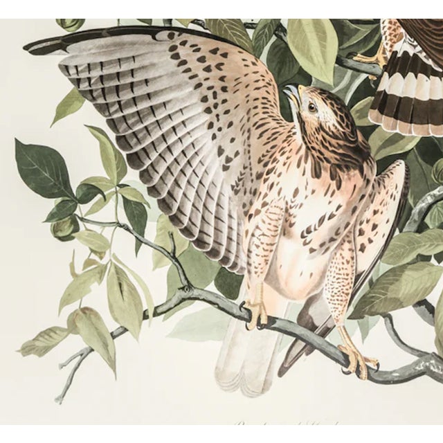 Illustration The Abbeville Press Edition of the Broad-Winged Hawk (Plate 91) From the Birds of America by John James Audubon For Sale - Image 3 of 6