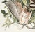 Illustration The Abbeville Press Edition of the Broad-Winged Hawk (Plate 91) From the Birds of America by John James Audubon For Sale - Image 3 of 6