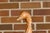 Italian 1920s Carved Wooden Duck Sculpture with Painted Accents For Sale - Image 12 of 12
