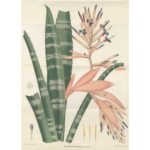 Rohans Billbergia De Vriese, Botanical Lithograph, 1856, Lithograph For Sale - Image 4 of 9