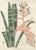Rohans Billbergia De Vriese, Botanical Lithograph, 1856, Lithograph For Sale - Image 4 of 9