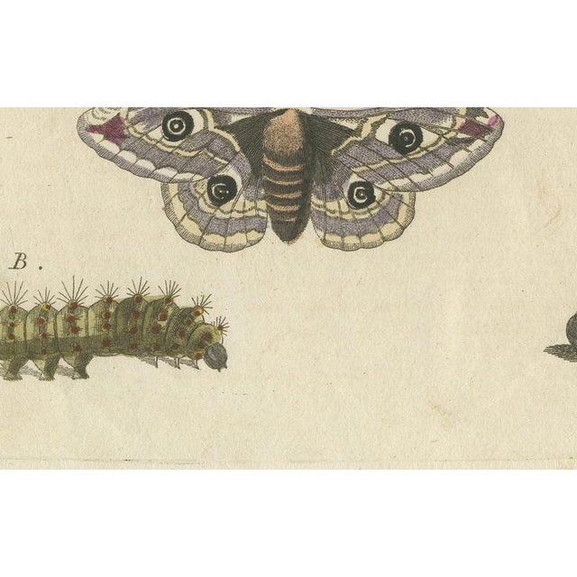19th Century Bertuch, Garden Tiger Moth and Emperor Moth, 1805, Print For Sale - Image 5 of 12