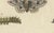 19th Century Bertuch, Garden Tiger Moth and Emperor Moth, 1805, Print For Sale - Image 5 of 12