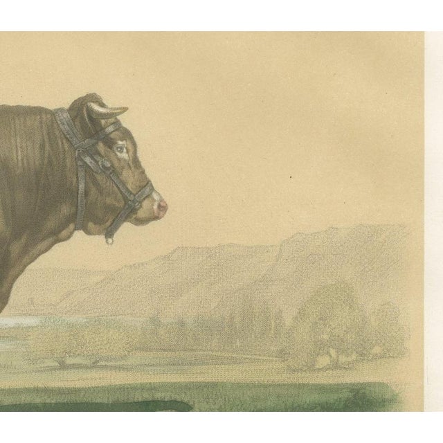 After Isidore Bonheur, Garonnais Bull, , 1873, Paper For Sale - Image 4 of 12