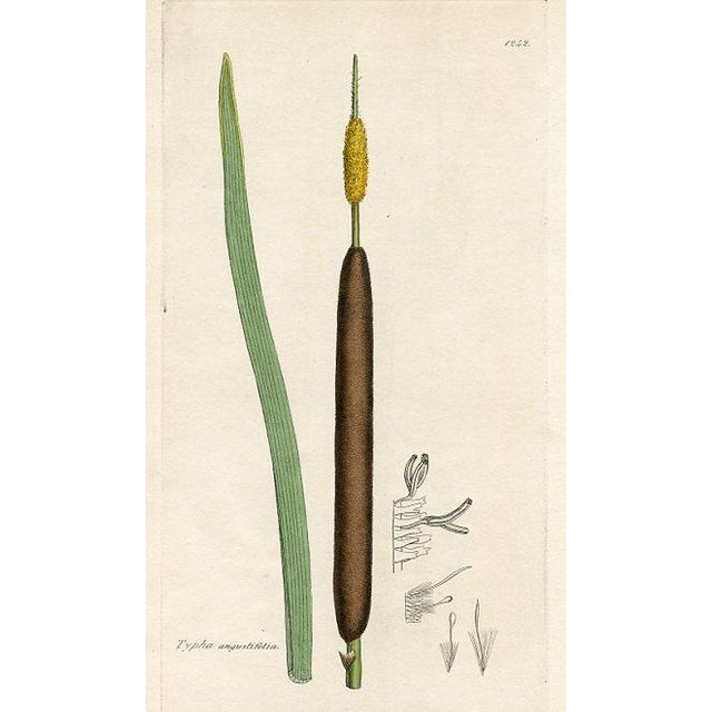 Original hand-colored botanical print from an early edition of “English Botany”, the monumental work by James Sowerby that...