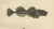 Late 19th Century Rays Bream and Fourhorn Sculpin, Scandinavian Fish, Lithograph, 1895 For Sale - Image 5 of 10