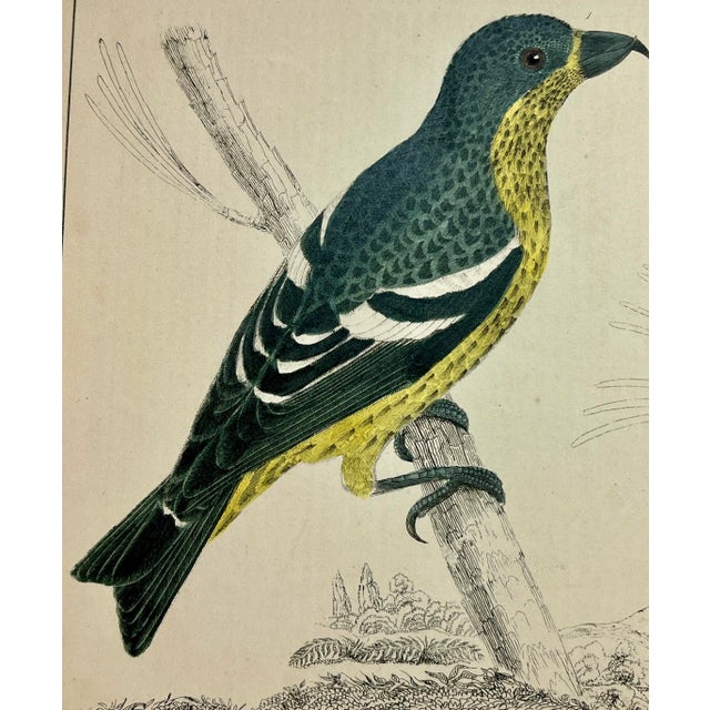 Antique Hand Colored Bird Print From England Showcasing Varieties of Cross-Bills - Circa 1870 For Sale - Image 4 of 12