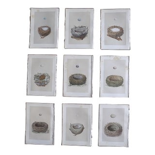 Authentic Antique 19th Century Hand Colored Bird Nest & Egg Lithographs - Set of 9 For Sale