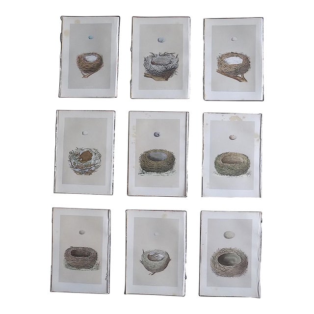 Authentic Antique 19th Century Hand Colored Bird Nest & Egg Lithographs - Set of 9 For Sale