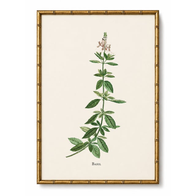Basil Herb by Redouté, Vintage Botanical Art Print, 36" X 48" For Sale In Buffalo - Image 6 of 9