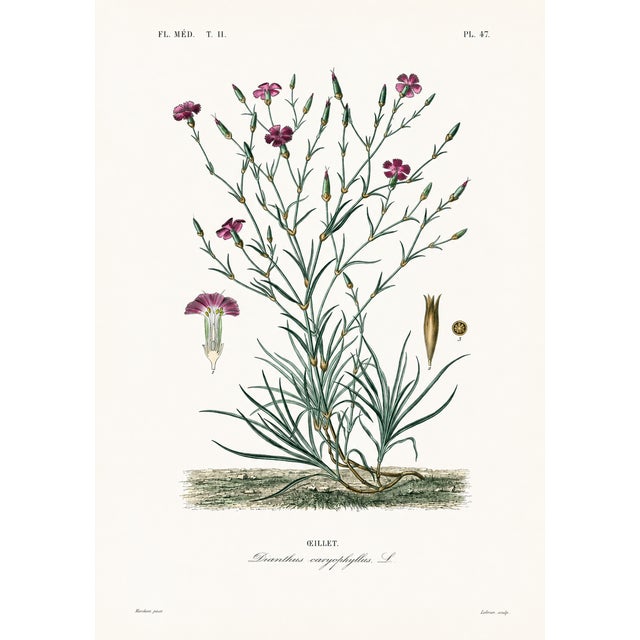 1870 G. Dupuis Lithographs From the Vegetable Kingdom — Understated Antique Natural History Illustrations Set of 3 For Sale - Image 4 of 5