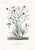 1870 G. Dupuis Lithographs From the Vegetable Kingdom — Understated Antique Natural History Illustrations Set of 3 For Sale - Image 4 of 5