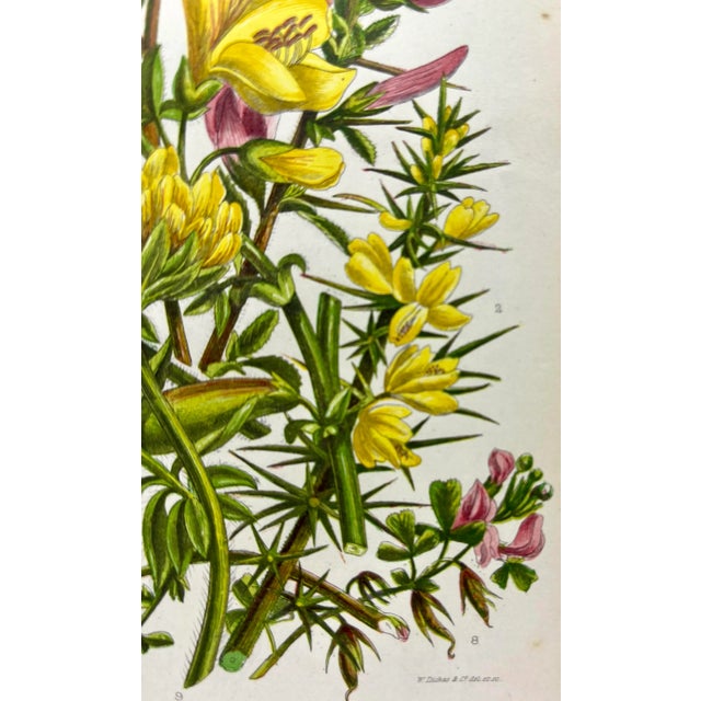 Antique W. Dickes & Co. Botanical Print From England Showcasing Yellow & Pink Varieties of Furze, Greenweed and Harrow Flowers - Circa 1870 For Sale In Dallas - Image 6 of 12