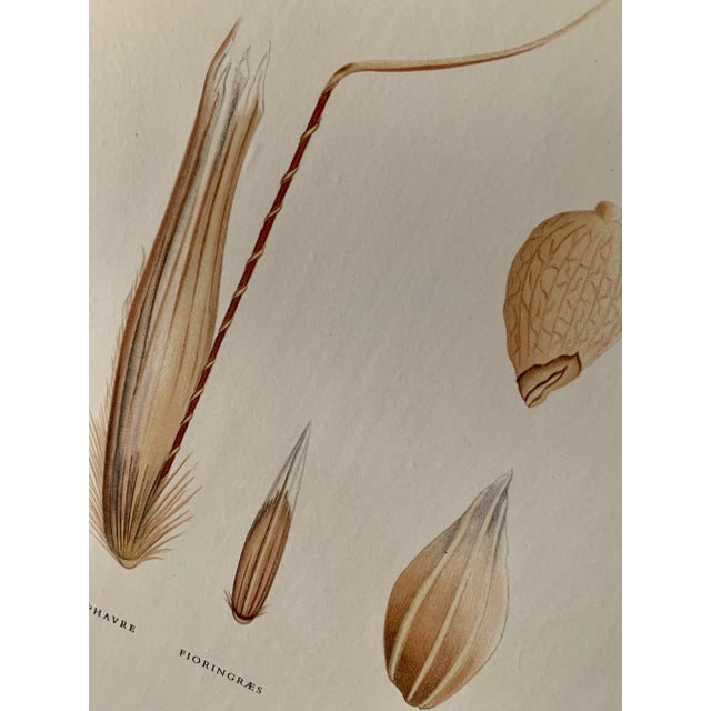 Vintage Botanical Danish Seed Catalog Lithograph Poster No. 2, New Old Stock For Sale In San Antonio - Image 6 of 12