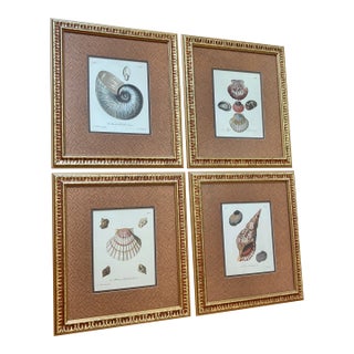 Contemporary Natural History Shell Reproduction Prints, Framed - Set of 4 For Sale