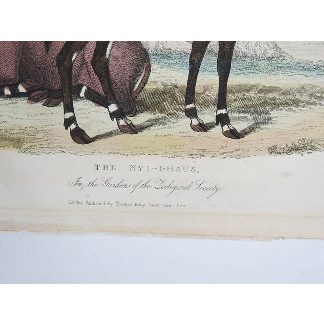 Mid 19th Century Antique 1850s Large Antelope - a Pair For Sale - Image 5 of 5