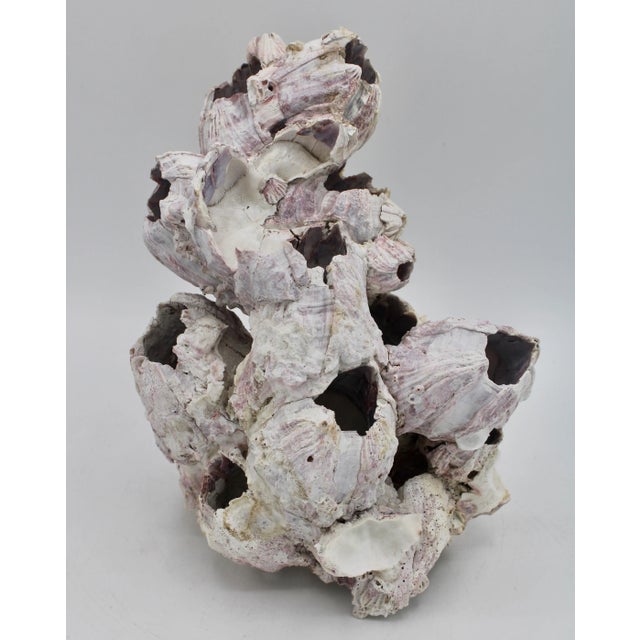 Vintage Organic Modern Coastal Barnacle Conglomerate Sculpture For Sale - Image 10 of 11