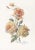 This is a RARE SET of 2 c1910 French antique aquarelle botanicals that we recently purchased from a French collector of...
