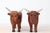 1960s Mid-Century Folk Art Hand-Carved Wooden Bull Sculptures For Sale - Image 5 of 16