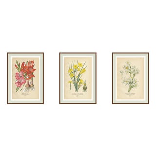 Edward Step, Orchid and Flowers: Gladiolus, Jonquil, and Narcissus, 1897, Prints, Set of 3 For Sale