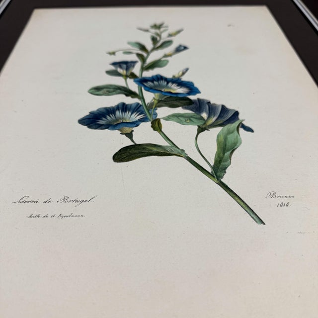 Antique Botanical Print of Morning Glory | 1818 French Hand-Colored Lithograph For Sale - Image 4 of 8