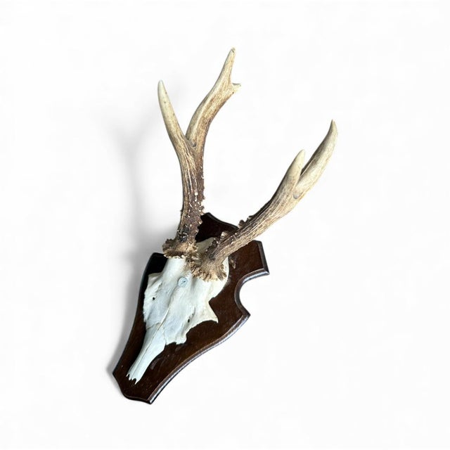 Roe deer trophy on mounted on a wood plaque.