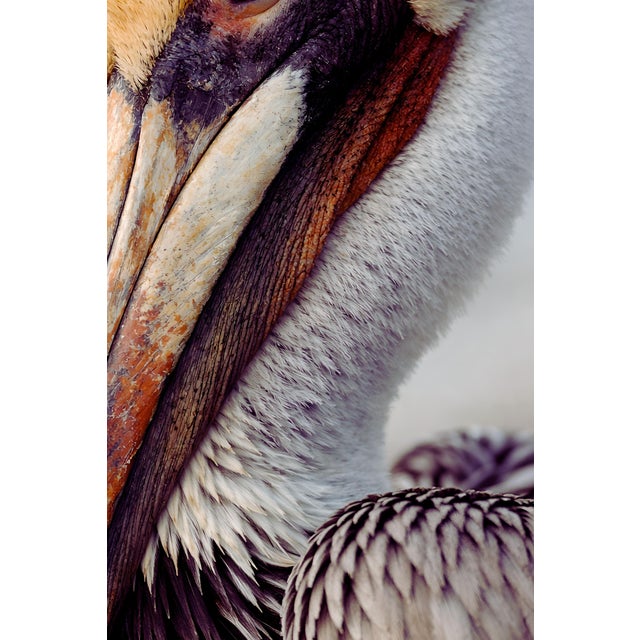 Not Yet Made - Made To Order Pelican Portrait Close-Up, Coastal Wildlife Art Print, 24″ × 36″ For Sale - Image 5 of 8